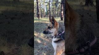 Camping with cattle near Flagstaff Kaibab National Forest [upl. by Blisse]