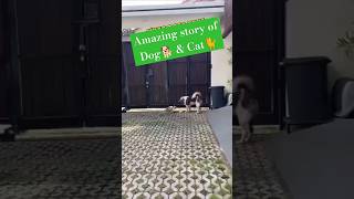 Story Of Cat And Dog shortvideo cat felinemysteries pets [upl. by Brockie]