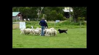 Belgian shepherd herding sheep [upl. by Eirrehs741]