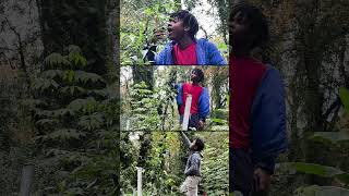 Clips of 10 ft tall pablano pepper tree [upl. by Neggem]