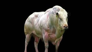 💉BELGIAN BLUE BULL STACK TESTOSTERONE P  MASTERON P  TRENBOLONE A  HALOTESTIN [upl. by Niven]