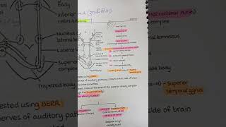 Auditory pathway for physiology and ENT  for mbbs and other medical students [upl. by Newhall328]