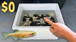 BREEDING 1000s of GOLD Danios in Foam Boxes [upl. by Aryaz]