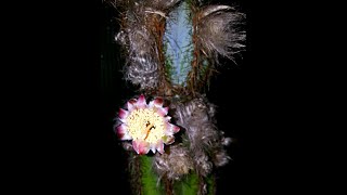 Pilosocereus Pachycladus Blue Columnar Cactus from Bud to Bloom [upl. by Desirea]