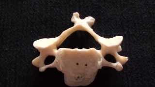 Cervical Vertebrae  Typical cervical vertebrae  Anatomy [upl. by Aenel]