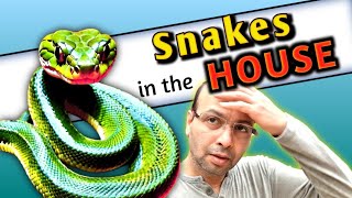 Snakes in the House Vlog 59 [upl. by Amlus356]