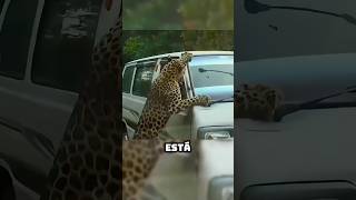 🐆🆚🚐 Jaguar petenero vs Microbus EseMajeEngasado LaCarpetaDeLosVergazos youtube shorts [upl. by Ping]