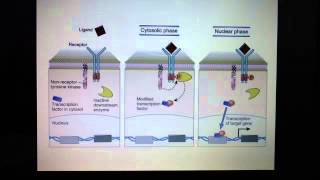 Cytosolic and nuclear phases of cell surface signaling [upl. by Ajet363]