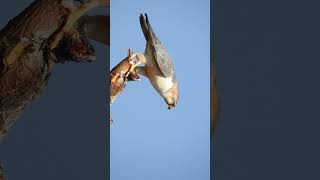 Nalsarovar 🐦🐦🦜🦜 Sanctuary outskirts iD Barbary falcon or Red  Naped Shaheen falcon [upl. by Fabrianne]