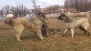 Kangal vs 2 Caucasian Ovcharka Here is The Proof Who is the Best [upl. by Rawden]