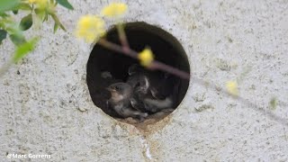 Oeverzwaluw ouder sleurt bange jongen uit nest naar buiten om te vliegen Grobbendonk 14 juni 2024 [upl. by Rakel]