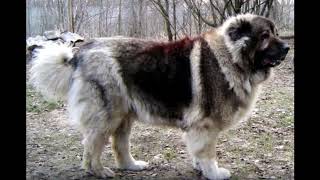 Caucasian Shepherd vs American Bully who would win [upl. by Iggam631]