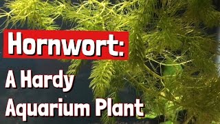 Hornwort A Hardy Aquarium Plant [upl. by Mitch]