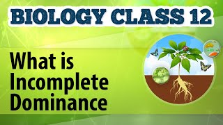 What Is Incomplete Dominance  Genetic Basis of Inheritance  Biology Class 12 [upl. by Eissak]