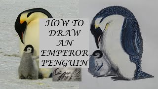 How To Draw An Emperor Penguin Easy  Pencil Drawing Tutorial [upl. by Euqenimod]