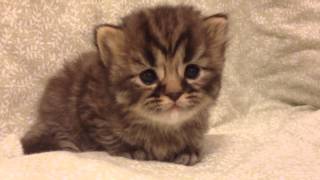 Bella  Teacup Golden Tabby Persian Kitten for Sale from Daphnes Dolls Cattery [upl. by Aklam]