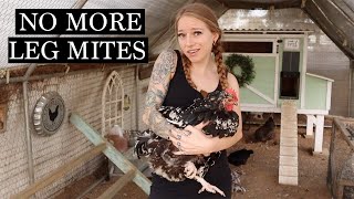 Get RID of Scaley Leg Mite in Chickens  SIMPLE amp Easy [upl. by Omsare]