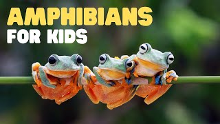 Amphibians for Kids  What is an amphibian Learn the characteristics of amphibians [upl. by Mercorr]