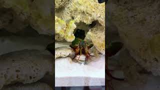 Mantis Shrimp Packs a Punch [upl. by Nitsirhc]