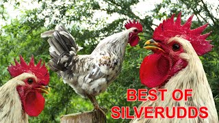 BEST OF SILVERUDDS  Krährufe von einem Silverudd Blå Hahn Schwedisch Isbar zum Testhören  Hühner [upl. by Nastassia]