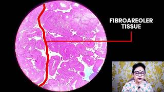 Histology of Testis  Histology slide identification  Dr Sibani [upl. by Milla812]