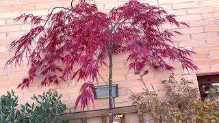 Japanese Maple Dissectum Atropurpureum japanesegarden garden plants [upl. by Riba]