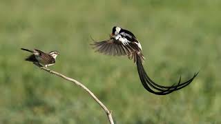 Pintailed Whydah Courting Attempts using Olympus EM5 III with 100400mm f63 [upl. by Atinat]