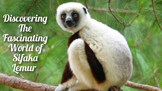 Meet the Unusual Sifaka Lemur The Secrets of Madagascar’s Acrobat [upl. by Geer]