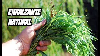 Como Hacer un Poderoso Enraizante Natural  Huerto Organico [upl. by Ethelinda]