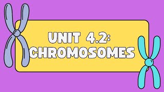 Unit 42 Chromosomes [upl. by Goggin]