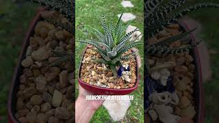 Haworthia Attenuatasuculenta de interior 💚💚amorporlasplantas ymás suculentadeinterior [upl. by Abrahamsen]