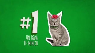 Numéro 1 Un chat [upl. by Llet]