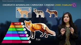 Taxonomy and Taxonomic Hierarchy Biological Classification of Living Things [upl. by Egiarc]