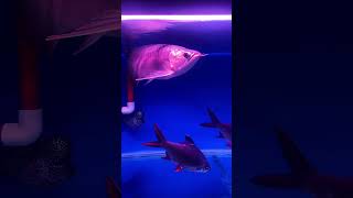 huyetlong arowana aquarium fishing aquariumfish superred [upl. by Embry851]