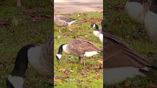 Greylag goose photobombing Canada geese party [upl. by Kirbie]