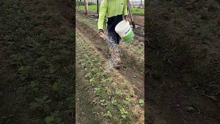 Fertilizing new plants for better growth satisfying shorts [upl. by Ari]