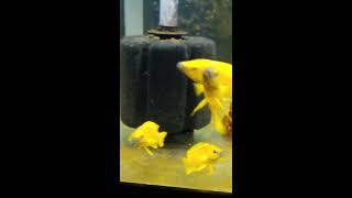 Neolamprologus leleupi breeding colony [upl. by Attenrad]