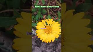 Sabar karna gardening poetry ishqwrites shayari ytviral ytshorts treands life viral shorts [upl. by Auqenaj]