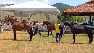 MORFO CAVALO JOVEM DE MP  EXPO PASSA QUATROMG [upl. by Iot627]