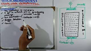 Isoelectric focusing  types of Electrophoresis  Electrophoresis [upl. by Amelie]