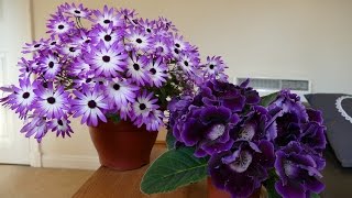 Senetti And Gloxinia In Full Bloom [upl. by Gadmon]