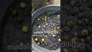 Simple and easy step of planting Gmelina tree [upl. by Terrag]