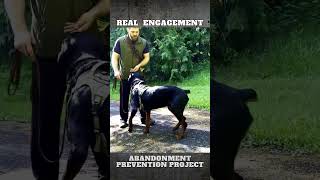 quotActive Obediencequot Dog Training Engagement on Leash [upl. by Anniken]