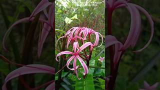 CrinumMenehune Red Bog LilyRed Swamp Lily offsets mangrove lilly subscribe flowers nature [upl. by Rochkind]