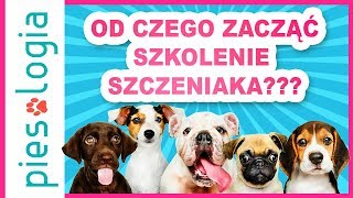 Od czego zacząć szkolenie szczeniaka [upl. by Haldeman]