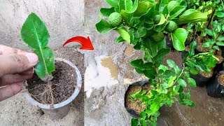 New ideas skills Growing a kaffir lime tree from kaffir lime leaves in pot [upl. by Annaert]