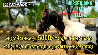 5000രൂപ മുതലുള്ള കുതിരയെ വിറ്റിട്ടുണ്ട് അതും എറണാകുളത്തുDreamcatchers by Deepu Kulakkattil Ep16 [upl. by Yesnel72]