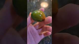 Is this avocado greentomato avocado whatisthis [upl. by Reve195]