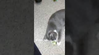 Remus is a cool Jazz Kitty  REPOSTING CUTE FUNNY KITTEN VIDEOS OF MY CATS cat funnyanimal [upl. by Eniretak]