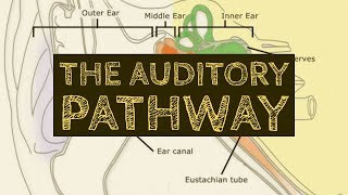 AUDITORY PATHWAY SIMPLIFIED [upl. by Ahsercel]